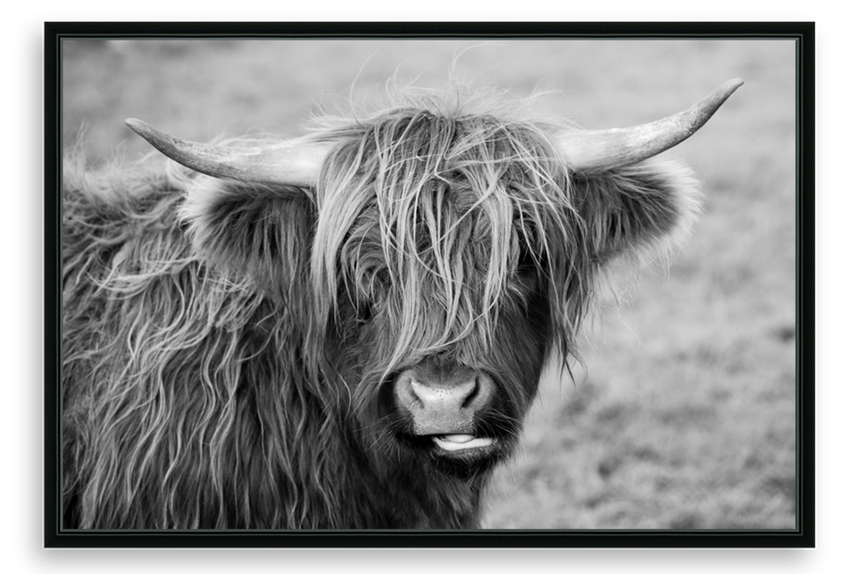 Scottish Highland Cow Black & White