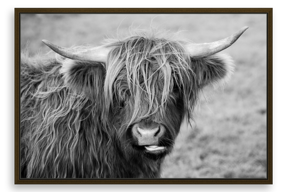 Scottish Highland Cow Black & White