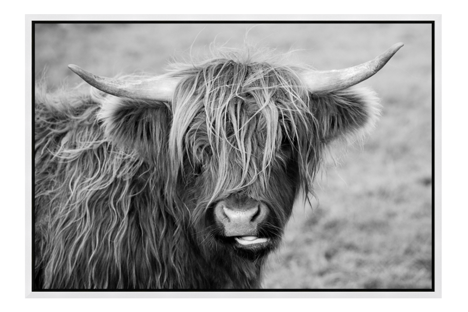 Scottish Highland Cow Black & White