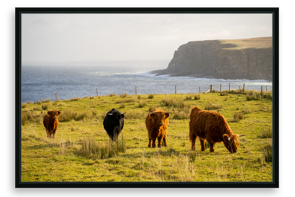 Scottish Highland Cows in North Coast Scotland