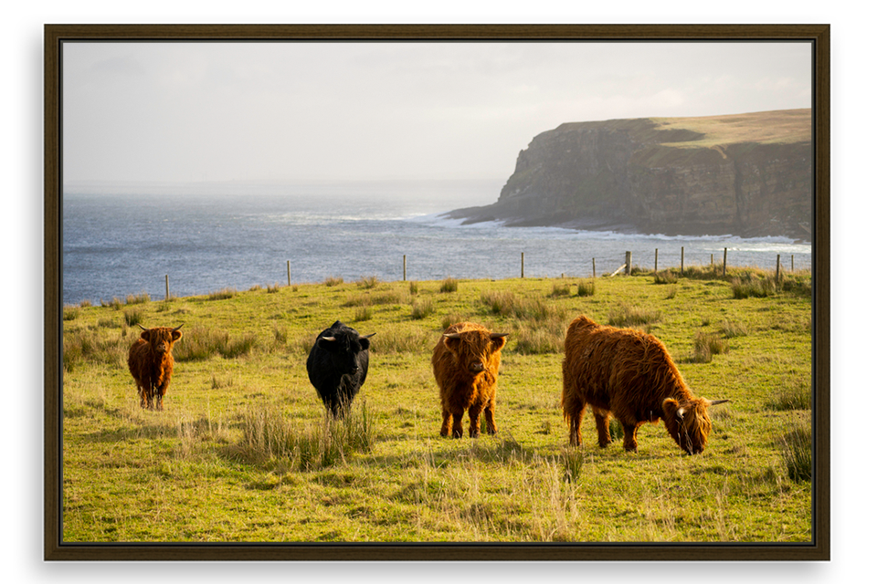 Scottish Highland Cows in North Coast Scotland
