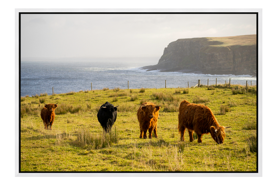 Scottish Highland Cows in North Coast Scotland