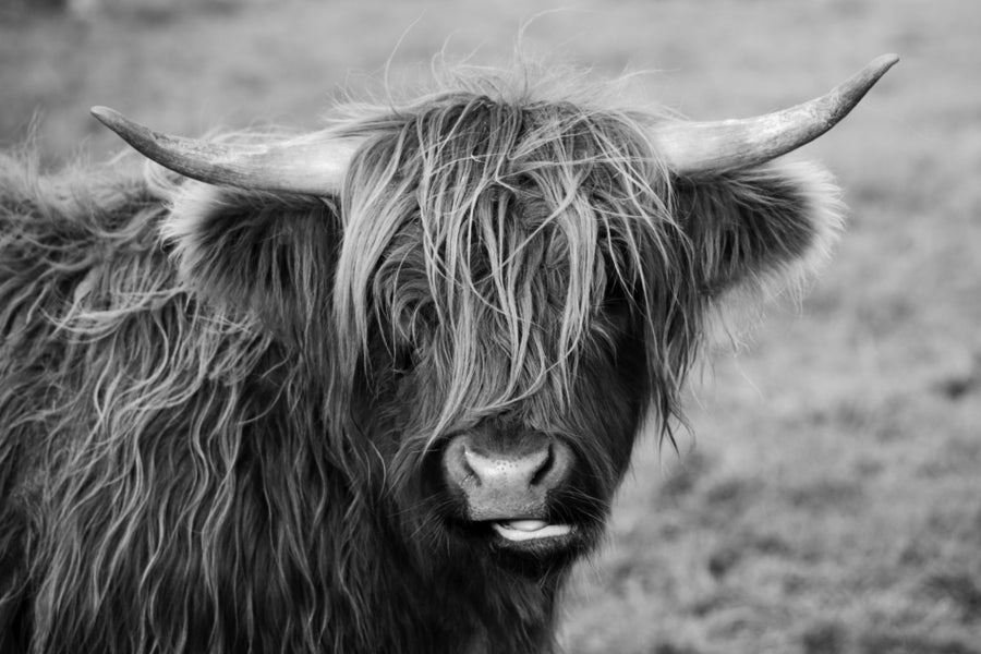 Scottish Highland Cow Black & White