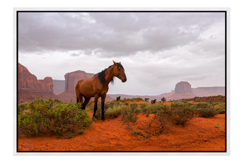 Wild Horses Monument Valley