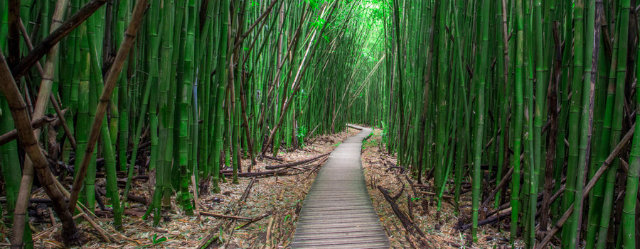Bamboo Forest Maui