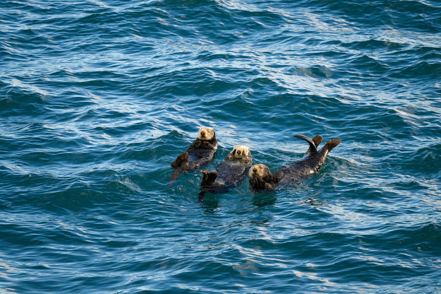 Napping Sea Otters