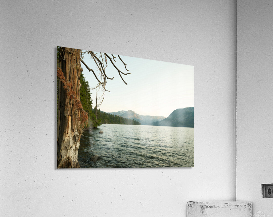2411086 :: Acrylic Print