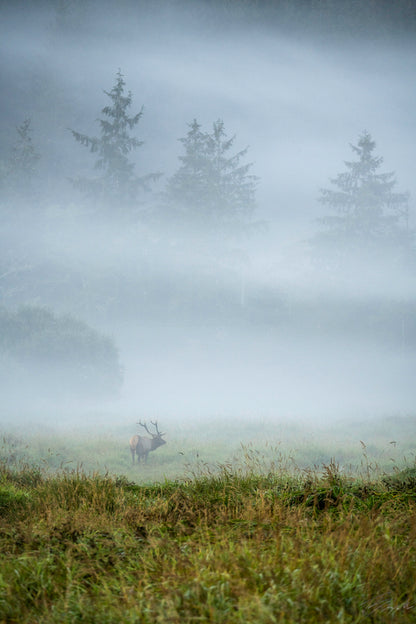 Elk In the mist