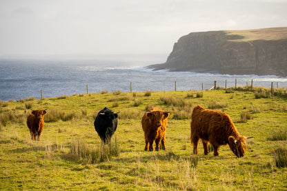 Scottish Highland Cows in North Coast Scotland