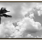 Bahamian Palm Black & White