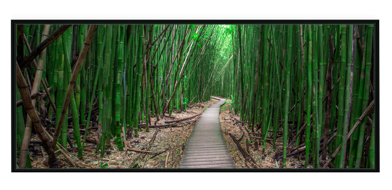 Bamboo Forest Maui