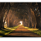 Cypress Tree Tunnel Panorama