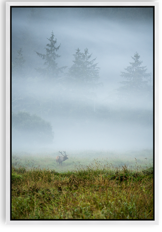 Elk In the mist
