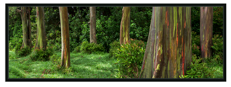 Eucalyptus Dream