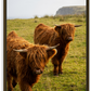 Highland Cows in Melvich