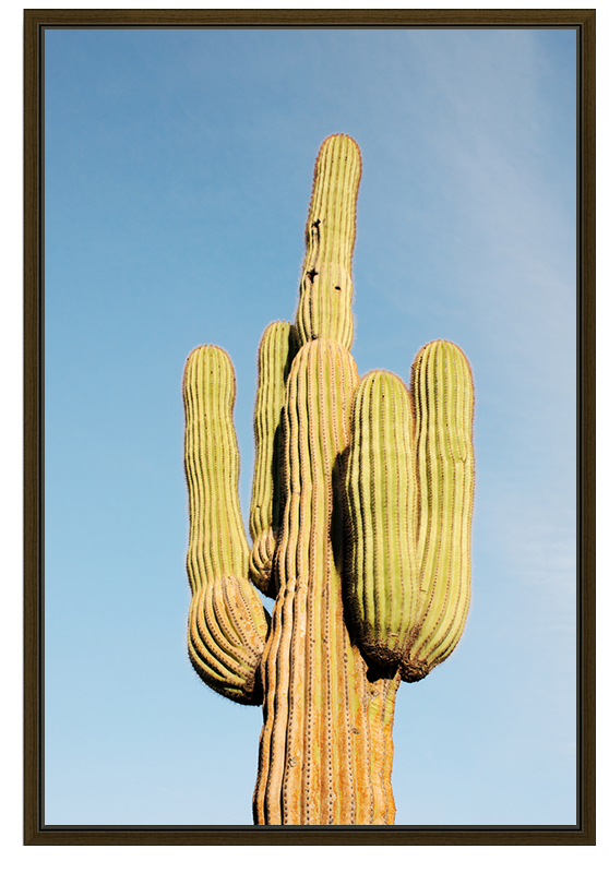 Lone Saguaro
