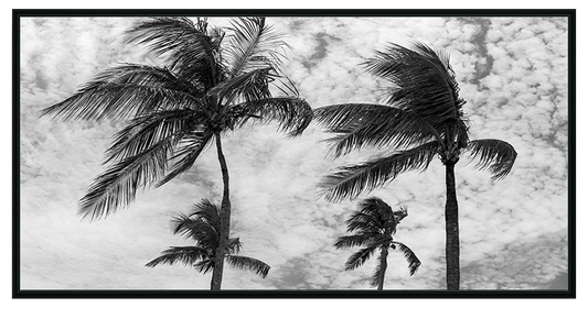 Palms Of The Bahamas