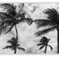 Palms Of The Bahamas
