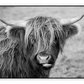 Scottish Highland Cow Black & White
