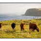 Scottish Highland Cows in North Coast Scotland