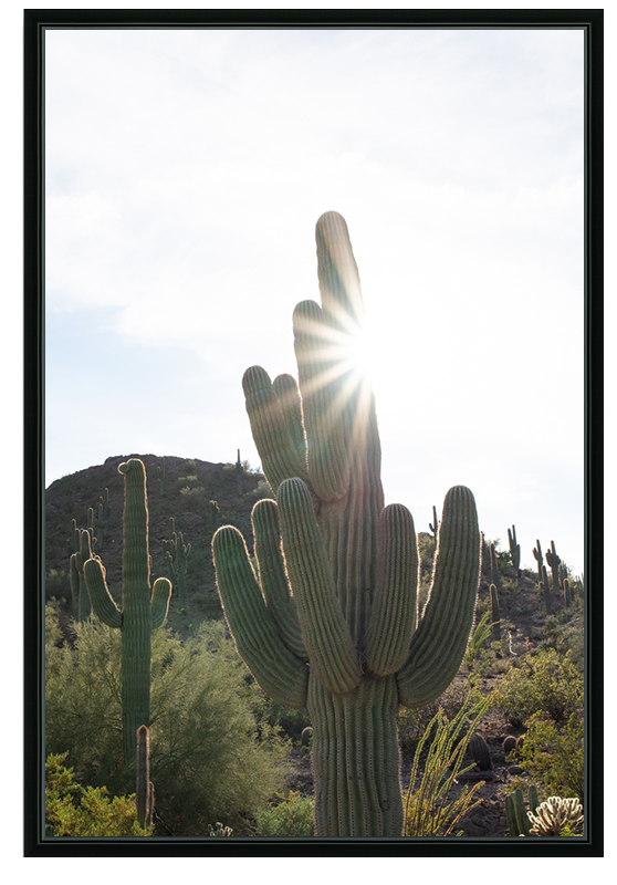 Sonoran Desert Sunburst