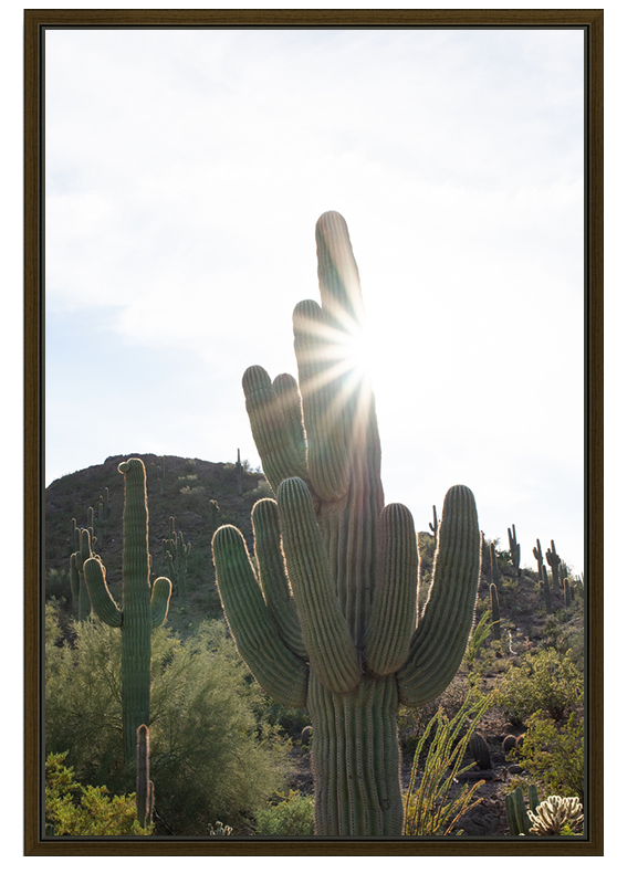 Sonoran Desert Sunburst