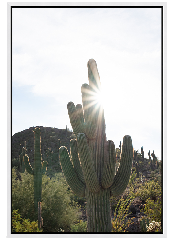 Sonoran Desert Sunburst