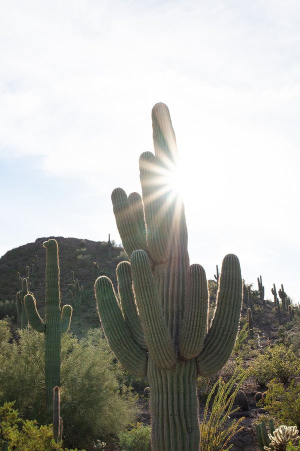 Sonoran Desert Sunburst