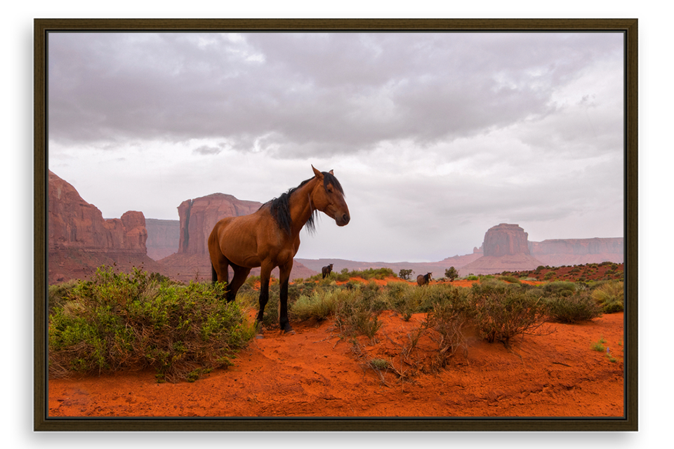 Wild Horses Monument Valley
