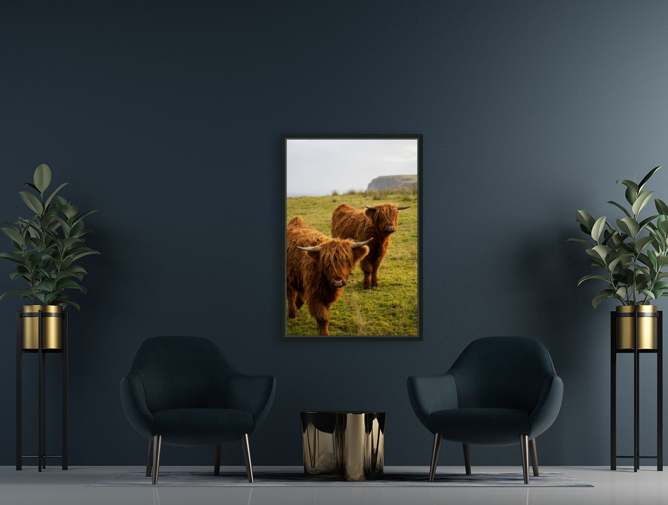 Highland Cows in Melvich Limited Time Promotion